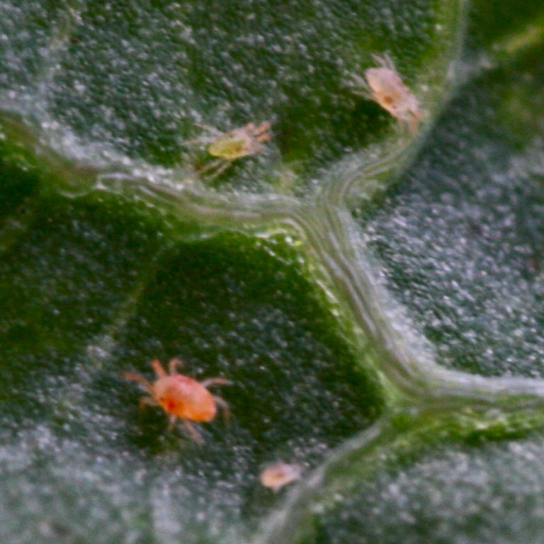 Comment protéger le thuya contre les maladies ? ViVERT Luttez bio