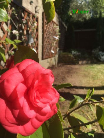 Entretien de jardins