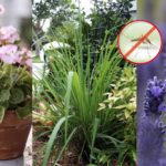 plantes-repulsives-anti-moustiques