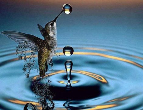 colibri goutte Thématiques eau