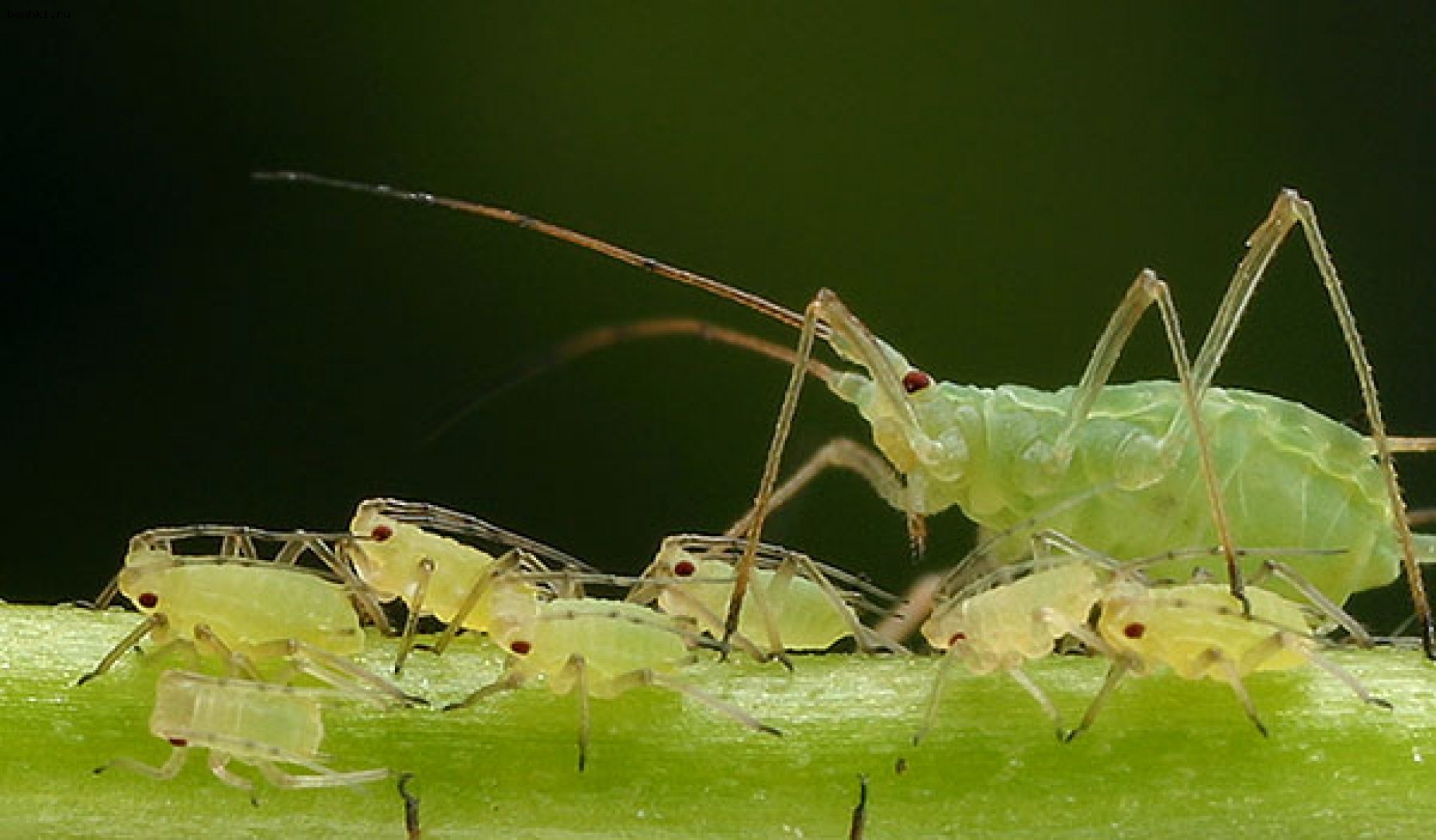 Pucerelles Insectes Astuces naturelles pour lutter contre les pucerons / cochenilles - ViVERT