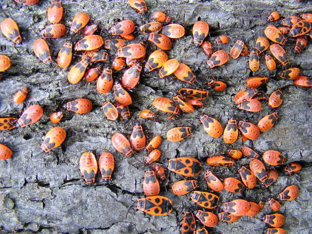 Gendarmes : larves à différents stades et adultes - (Sludge G / flickr.com)