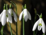 Perce-neige