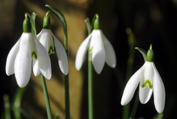 Perce-neige