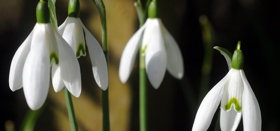 Perce-neige